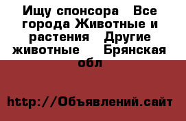 Ищу спонсора - Все города Животные и растения » Другие животные   . Брянская обл.